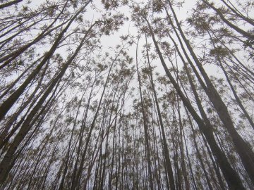 На Волині вияснили, чи вигідно опалювати енергетичною лозою