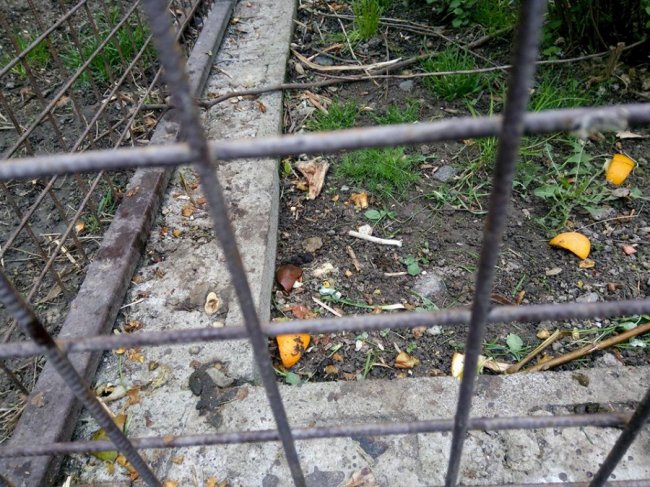 До клітки з мавпами у Луцькому зоопарку кидають сигарети