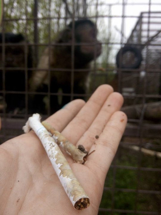 До клітки з мавпами у Луцькому зоопарку кидають сигарети