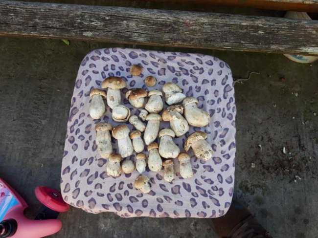 Десятки грибів за дві години: волинянин похизувався трофеями 