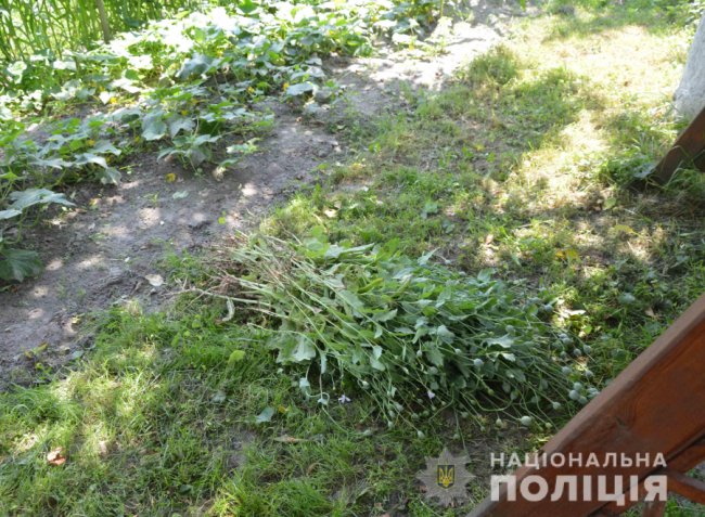 Майже тисяча кущів: у волинян виявили незаконні посіви маку