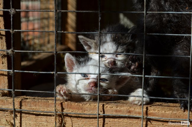 Дім для Річарда: у луцькій «Ласці» живе пес-старожил