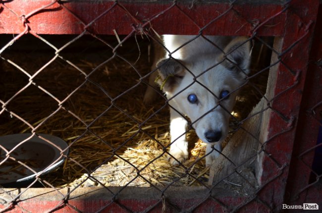 Дім для Річарда: у луцькій «Ласці» живе пес-старожил