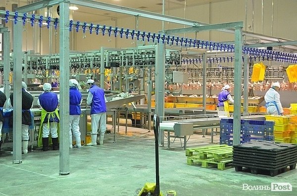 Чи їстимуть волинську курятину за  кордоном. ФОТО