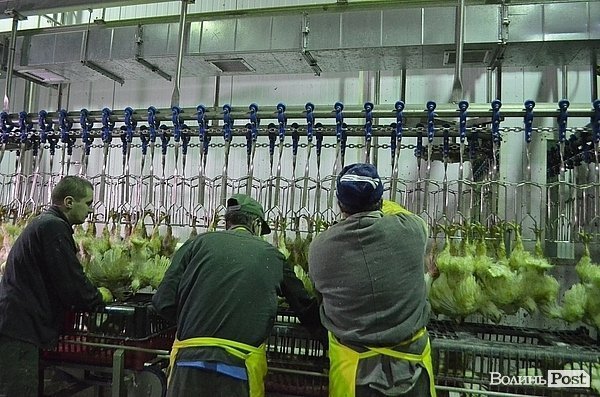 Чи їстимуть волинську курятину за  кордоном. ФОТО