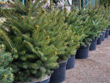 Де у Луцьку можна купити ялинку. АДРЕСИ