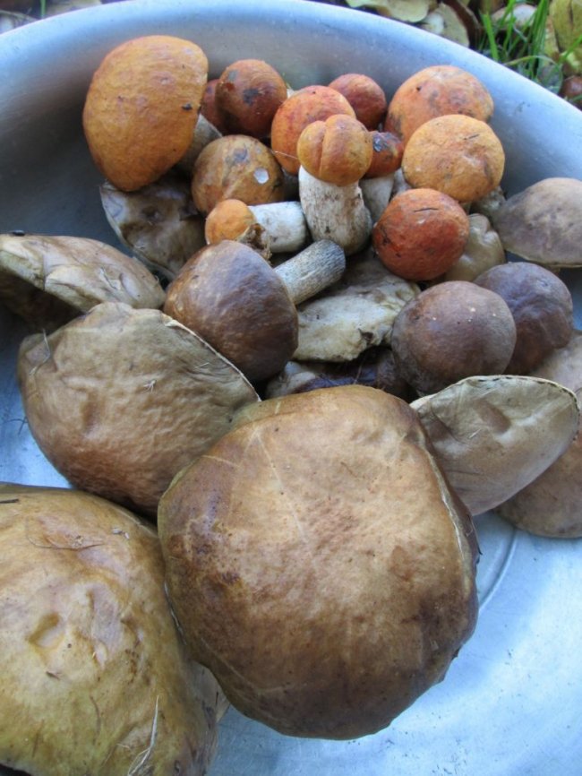 Волинські грибники у соцмережах хизуються чималим «уловом». ФОТО