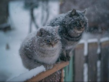 На Західній Україні прогнозують до 8 сантиметрів снігу