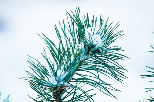 Парк 900-річчя Луцька під першим снігом. ФОТО