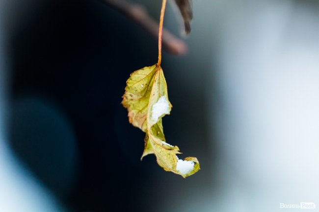 Парк 900-річчя Луцька під першим снігом. ФОТО