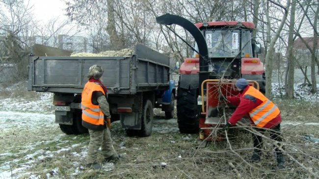 У Луцьку аварійні дерева зрізають на дрова. ВІДЕО