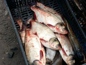 У Луцьку на ринку жінка незаконно продавала рибу. ФОТО