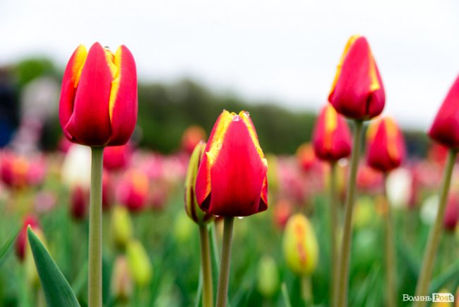 Попри негоду «Волинська Голландія» гостинно зустрічає гостей. ФОТО