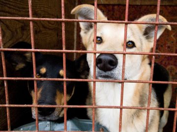 Їдять м'ясо і сплять на соломі: як зимують підопічні луцького КП «Ласка». ВІДЕО