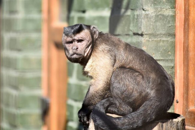 Весна у луцькому зоопарку: пухнасті мешканці охоче позували на камеру