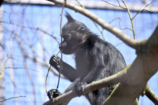 Весна у луцькому зоопарку: пухнасті мешканці охоче позували на камеру
