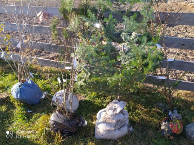 У селі на Волині школярі створили дендропарк. ФОТО
