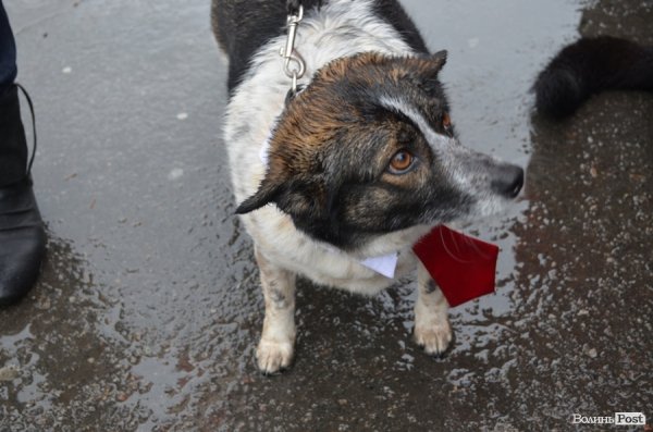 У Луцьку під дощем мітингувати захисники тварин