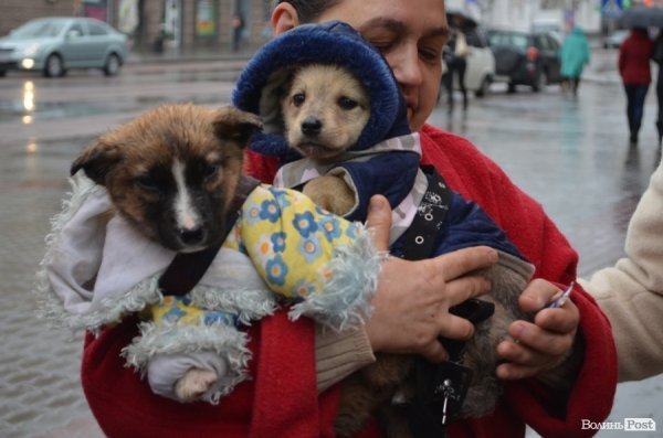 У Луцьку під дощем мітингувати захисники тварин