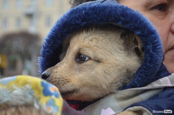 У Луцьку під дощем мітингувати захисники тварин