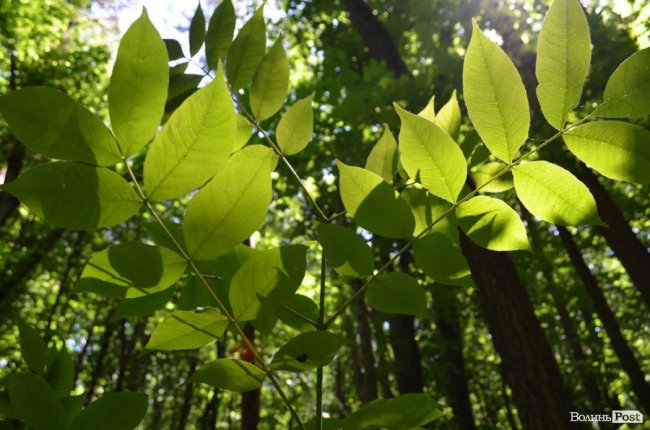 Коркове дерево та величні дуби: як на Волині приживаються «незвичні» дерева