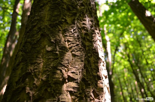 Коркове дерево та величні дуби: як на Волині приживаються «незвичні» дерева