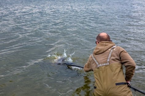 Величезна риба і фотосесія: на Волині – чемпіонат східної Європи зі спортивної ловлі коропа