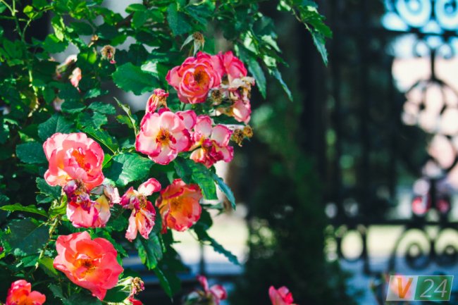 Рожеві, білі і червоні: у центрі Луцька зацвів трояндовий сад