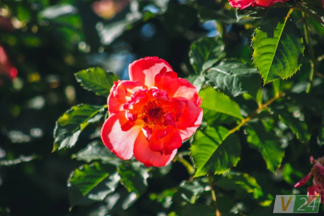 Рожеві, білі і червоні: у центрі Луцька зацвів трояндовий сад