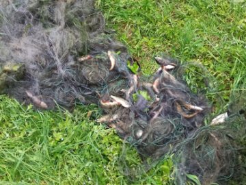 На волинському озері спіймали браконьєрів, які сітками зловили 7 кілограмів риби 