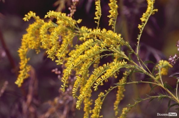 Фотопогляд: центральний парк Луцька