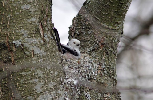Дивовижна мить: волинський фотограф упіймав синиць за майструванням гнізда. ФОТО