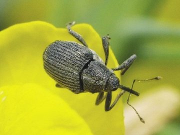 У двох районах на Волині у посівах ріпака знайшли небезпечного жука-прихованохоботника