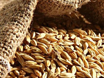 Росіяни на тимчасово захоплених територіях Запоріжжя продовжують красти українське зерно, –  ГУР