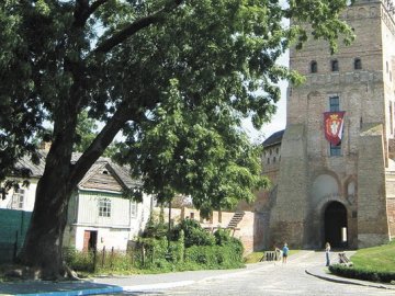 У Луцьку хочуть порахувати усі дерева