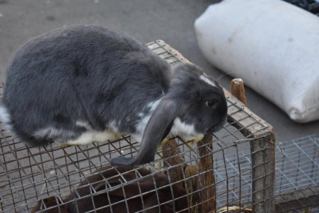 Цукор, риба і кролі: у волинському райцентрі влаштували ярмарок. ФОТО