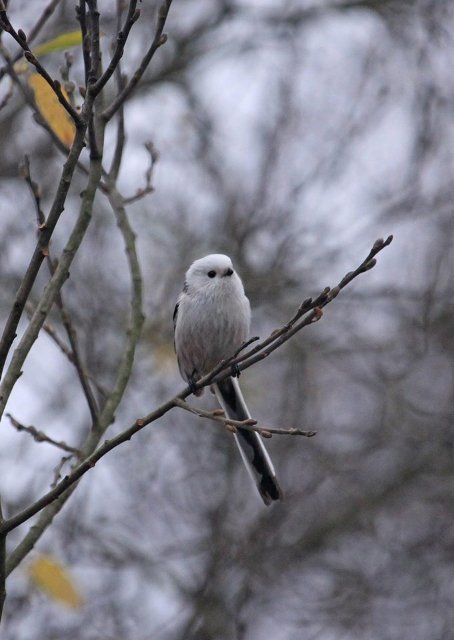 Пір’яна хвостата кулька: показали мешканку волинського нацпарку. ФОТО