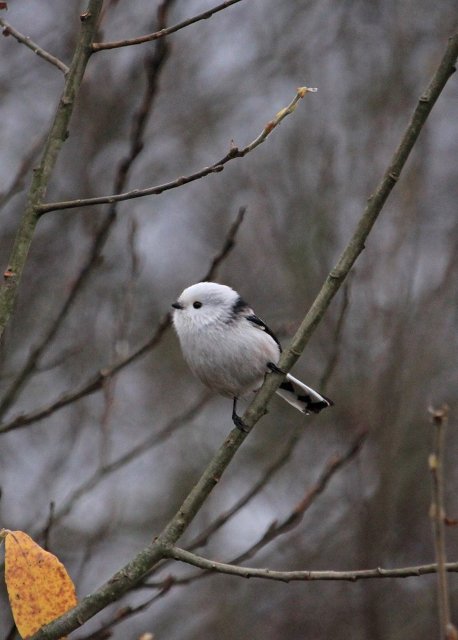 Пір’яна хвостата кулька: показали мешканку волинського нацпарку. ФОТО