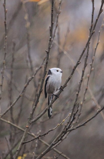 Пір’яна хвостата кулька: показали мешканку волинського нацпарку. ФОТО