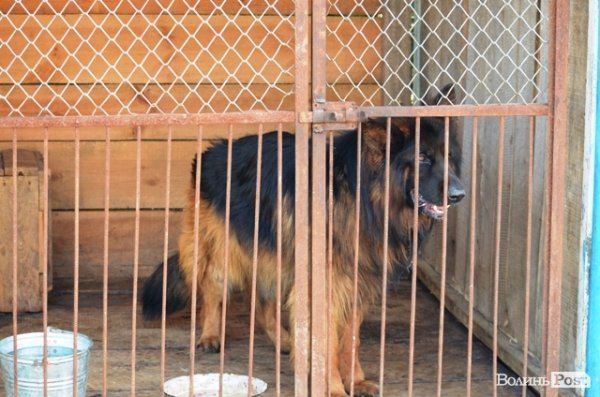Майже 90% безпритульних тварин Луцька знаходять домівку. ФОТО