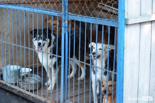 Майже 90% безпритульних тварин Луцька знаходять домівку. ФОТО
