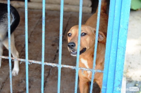 Майже 90% безпритульних тварин Луцька знаходять домівку. ФОТО