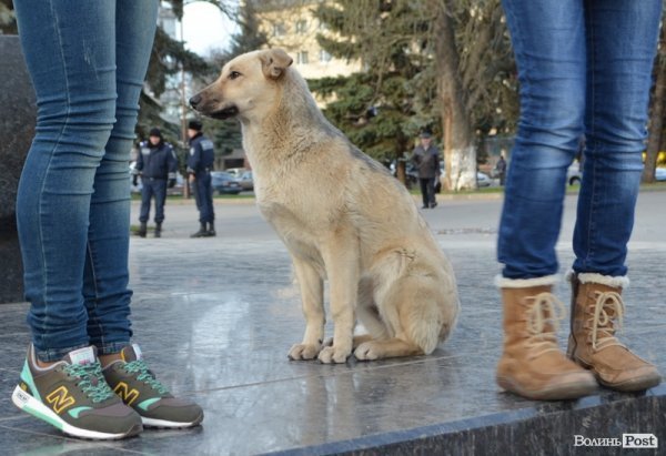У Луцьку на Євромайдані – навіть собаки. ФОТО