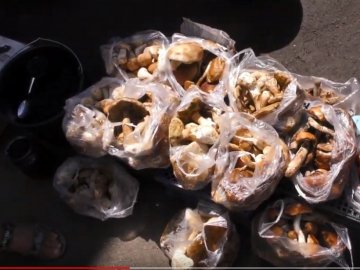 Скільки коштують гриби на луцькому ринку. ВІДЕО