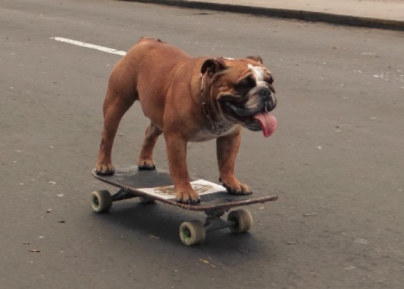 Пес-скейтбордист підірвав інтернет. ФОТО. ВІДЕО