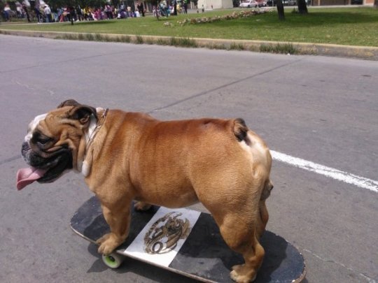 Пес-скейтбордист підірвав інтернет. ФОТО. ВІДЕО