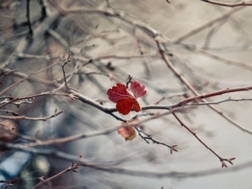 Якою буде погода у Луцьку та на Волині загалом у середу, 16 грудня