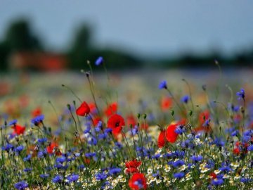 Погода у Луцьку та Волинській області на завтра, 22 липня