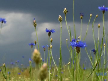 В Україні очікується спека та шквали з градом