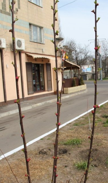 В Одесі цвіте сакура. ФОТО